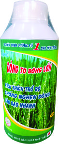 ĐÒNG TO BÔNG LỚN